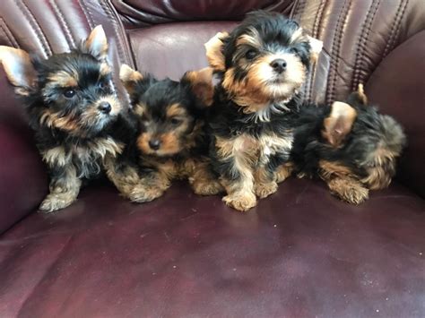 Yorkshireterrier te Koop Aangeboden op Tweedehands.net